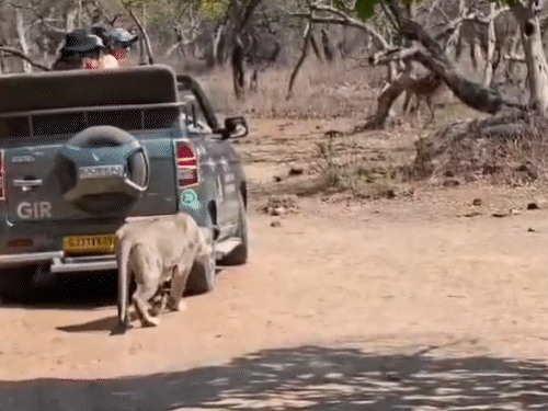 The Real King of Gir