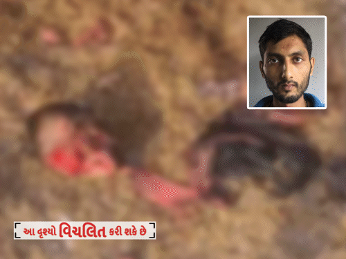 Amreli Lioness Horror