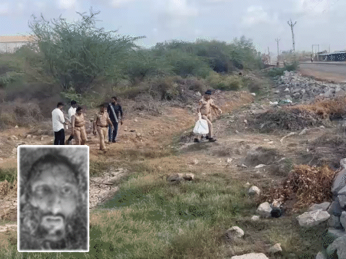 Amreli Lioness Horror