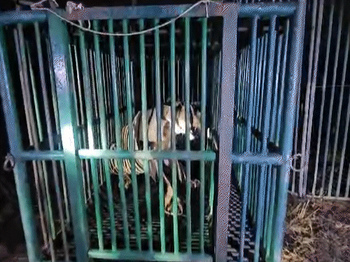 Horrific Lion Attack in Amreli