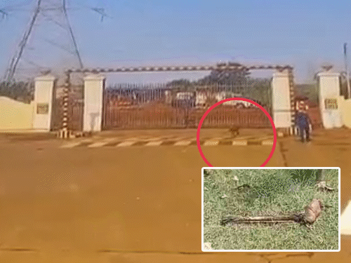 Horrific Lion Attack in Amreli