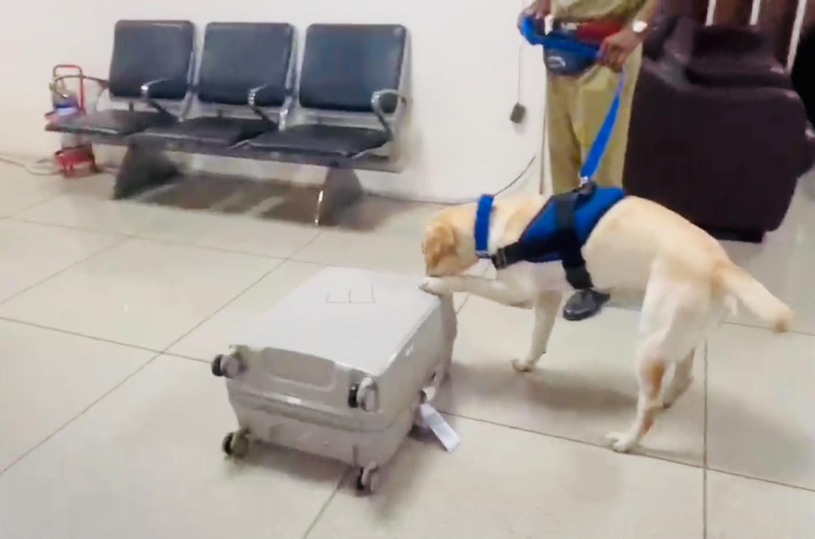A one-year-old sniffer dog (canine) performed brilliantly in its very first case.