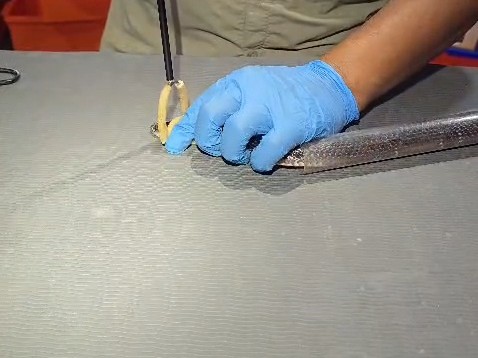 Anti-Snake Venom