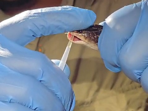 Anti-Snake Venom