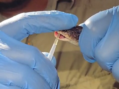 Anti-Snake Venom