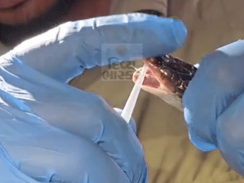 Anti-Snake Venom