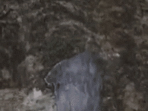 Amarnath Yatra Update