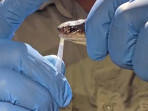 Anti-Snake Venom