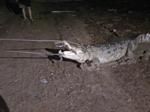 Crocodile Terror in Vadodara