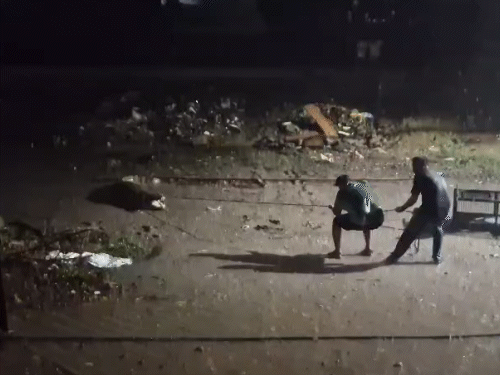 Crocodile Terror in Vadodara
