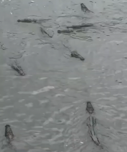 Crocodile Terror in Vadodara