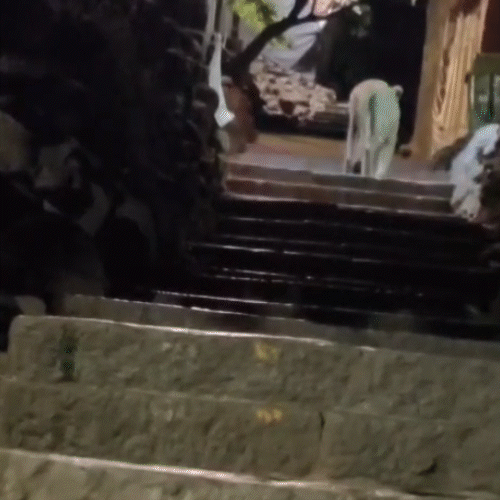 Tragedy at Girnar