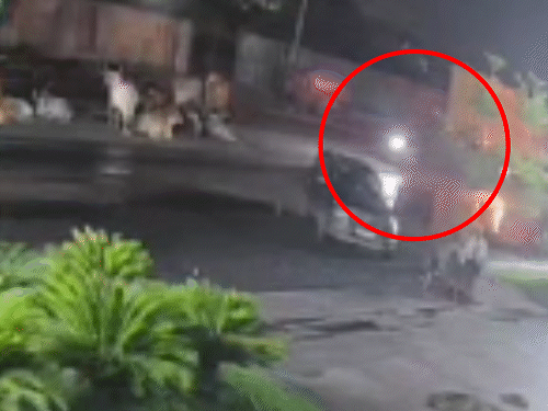 Fatal Encounter with Stray Cattle