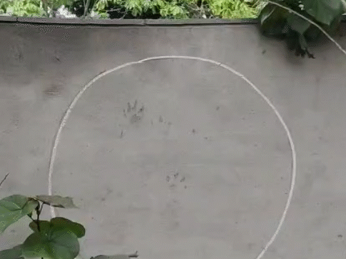 Leopard paw and dead chicken's foot on the wall.