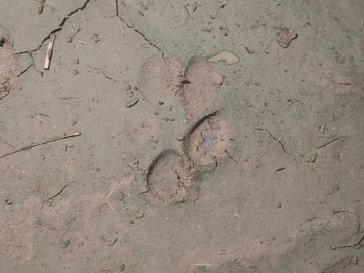 Leopard paw marks.