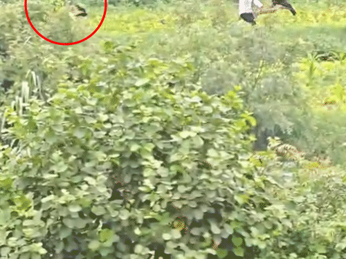 Bear Attack in Palanpur