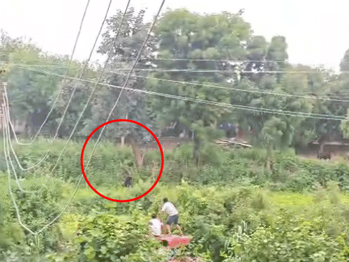 Bear Attack in Palanpur