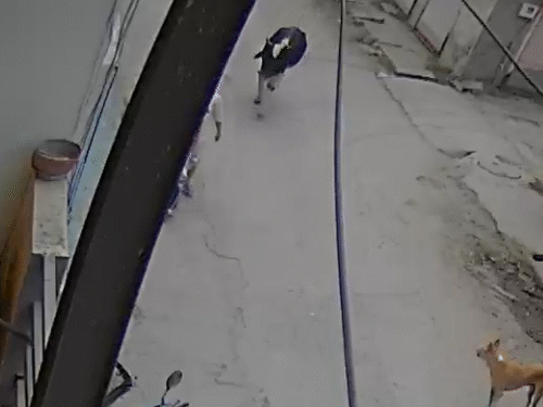 Vadodara Stray Cow Attack: Mother Struggles to Save Son from Brutal Assault