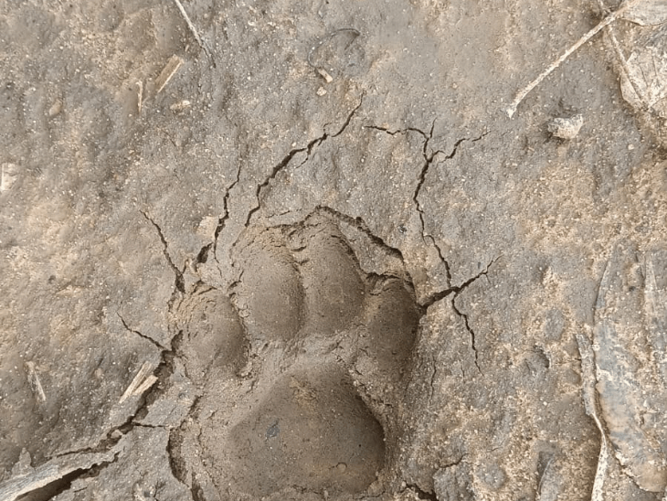 Leopard Terror in Sanand: Paw Prints Found in Moti Devti Village | Update