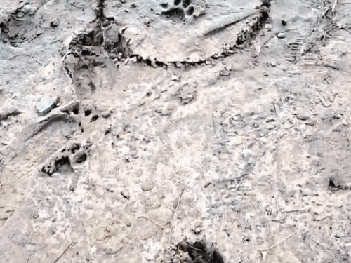 Leopard Panic in Sanand; Moti Devti Village Forest Dept Sets Trap
