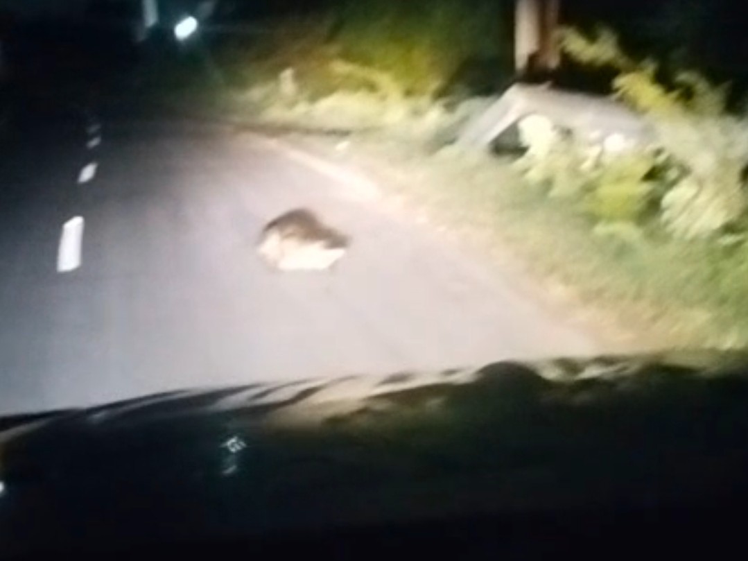 Crocodile Spotted on Harni-Pilol Road; Driver Captures Video in Vadodara