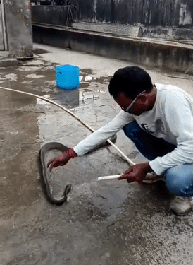 Heroic Rescue