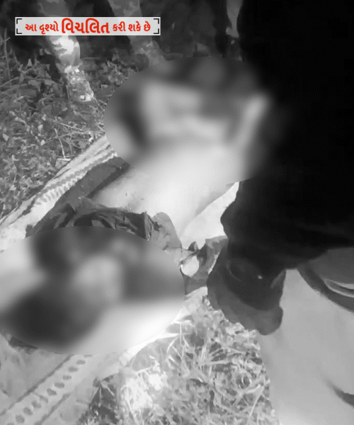 Gir Somnath Kodinar Lion Attack : સિંહણના હુમલામાં યુવકનું મોત! પરિવારજનોનો મૃતદેહ સ્વીકારવાનો ઇનકાર, ઘટનાથી વિસ્તારમાં ચકચાર 1 સિહણે યુવકને ફાડી ખાંધો.
