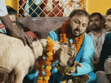 निशा जात्रा विधान में 12 बकरों की बलि दी गई। - Dainik Bhaskar