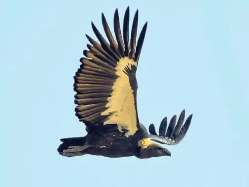 पश्चिमी राजस्थान में दिखने लगे तीन मीटर लंबे पंखाें वाले गिद्ध