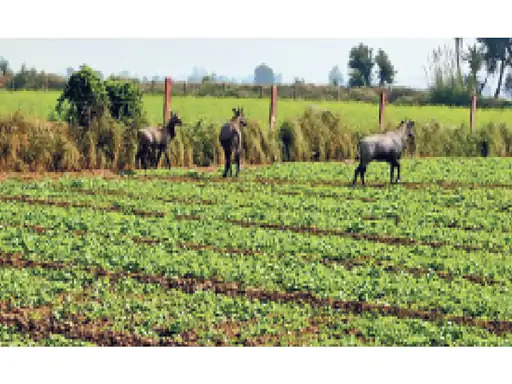 किसानों परेशान खेतों में खड़ी रबी फसल को नष्ट कर रहे हैं आवारा पशु व वन्यजीव