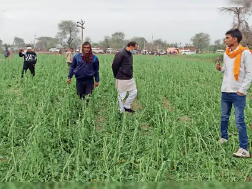 करीब 10 मिनट तक पड़े बेर जैसे ओले सरसों की 80% तक फसल हुई नष्ट, 59 गांव प्रभावित