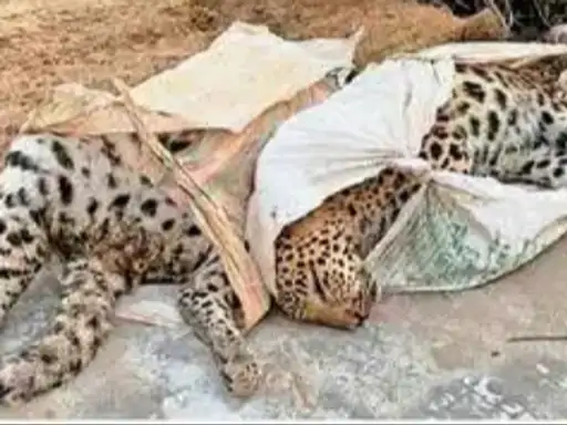 गाय के ऊपर जहर लगाकर तेंदुए का शिकार, दो आरोपियों को किया गिरफ्तार, पुलिस कर रही