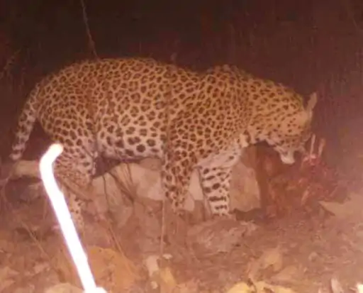 पैंथर के मूवमेंट से दहशत:रेस्क्यू करने पहुंची फॉरेस्ट टीम की घेराबंदी देख सरसों के खेत में छिपा पैंथर