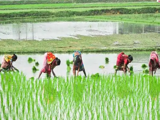 बजट में किसान:1153 करोड़ से खाले व 625 करोड़ से नहरों को पक्का करेंगे