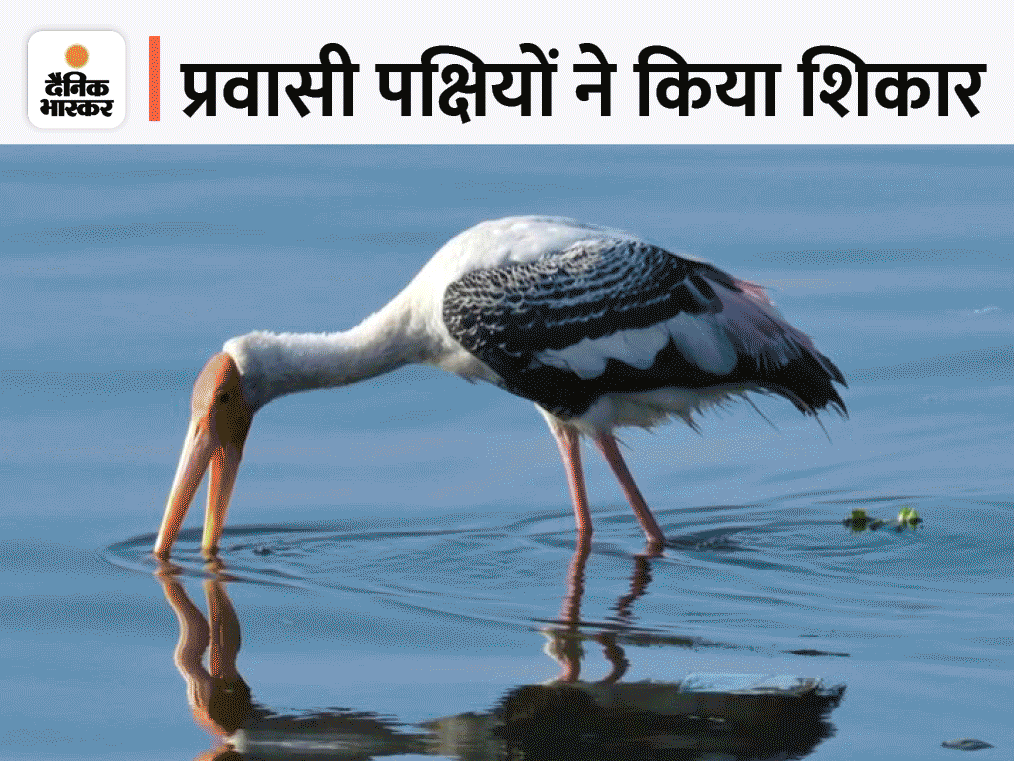 प्रवासी पक्षियों के शिकार की PHOTOS:सर्दी की आहट के साथ हजारों किलोमीटर दूर से आते; अब भरेंगे अपने देश के लिए उड़ान