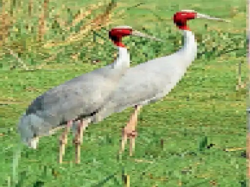 पानी आया ताे एक साल बाद सारस गणना में दाे का हुआ इजाफा, अब 78