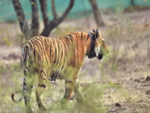सेल्जर के एनक्लोजर में बाघिन सुरक्षित, फिट रही तो 1 हफ्ते के अंदर खुले जंगल में रिलीज की जाएगी