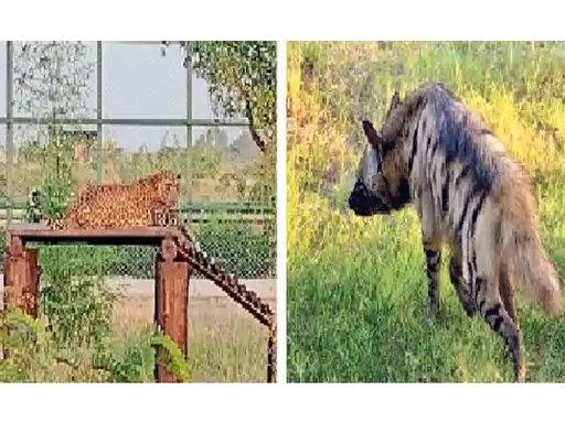 पुष्कर बायोलॉजिकल पार्क प्रोजेक्ट काे मिले पंख, नई रेंज बनाने के आदेश जारी