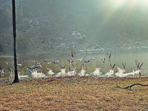 अलवर के सरिस्का में गूंज रहा कलरव:टहला के थाई एनिकट पर विदेशी पक्षी बार हैडेड गूज का डेरा, एक ही क्षेत्र में 800 से अधिक पक्षी