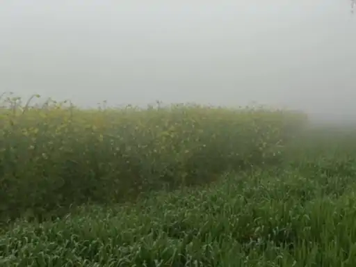 फसलों पर जमी ओस की बूंदें, पारा गिरने से सरसों की फसल को हुआ नुकसान