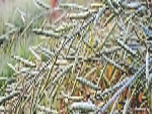 मौसम का मिजाज:न्यूनतम तापमान 0.5 डिग्री रहा, पाले से प्रभावित फसल का सर्वे कराने के आदेश