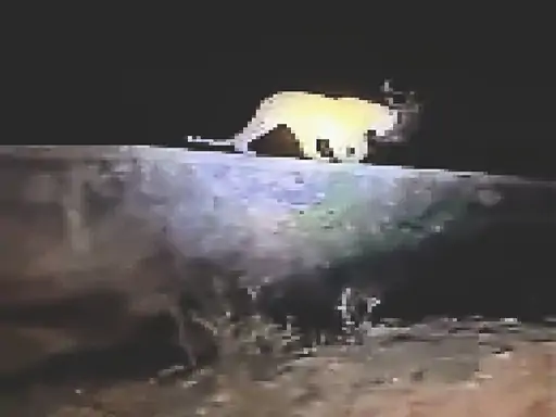 मालाखेड़ा रेलवे स्टेशन के पास बघेरा दिखा, पुलिस ने जारी किया अलर्ट