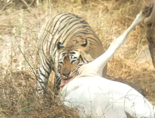 सरिस्का में टाइगर के शिकार का लाइव VIDEO:1 घंटे तक अपने शिकार के साथ रहा, पहली बार ऐसी साइटिंग