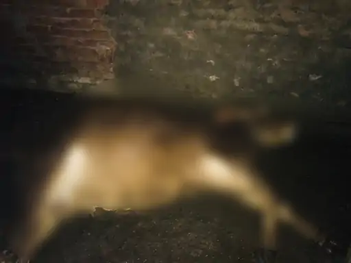 गोविंदगढ़ में गिरी आकाशीय बिजली:मालपुर में एक गाय की मौत, बाल-बाल बचा परिवार