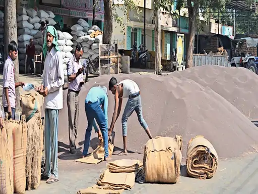 सरसों कर रही मालामाल:इस बार प्रदेश में 50 लाख टन सरसों के उत्पादन की संभावना, समर्थन मूल्य से ज्यादा रहेंगे दाम