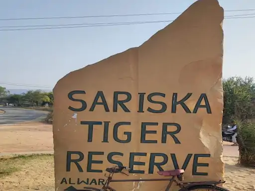 वनकर्मियों की हड़ताल खत्म, सरिस्का में सफारी शुरू:टूरिस्ट आने लगे, टाइगर रिजर्व फॉरेस्ट में विजिटर्स की बुकिंग फुल