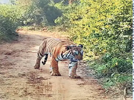 सबसे छोटी टेरिटरी है बाघ एसटी 23 की:सरिस्का के दबंग बाघ ST 29 की सबसे बड़ी सल्तनत, 3 रेंजाें के 150 वर्ग किमी में साम्राज्य