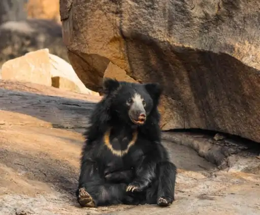 सरिस्का में लाया जाएगा भालुओं का जोड़ा:फोरेस्ट ऑफिसर की टीम रेस्क्यू के लिए सुंधा माता जालोर रवाना; 4 भालू लाने की अनुमति
