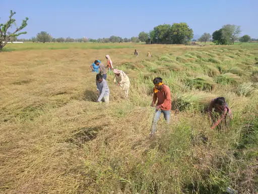 सरसों कटाई के लिए मजदूरी हुई महंगी यूपी व एमपी के मजदूर 2500₹ प्रति बीघा के हिसाब के कटाई करने के जुटे