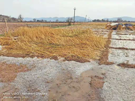 ताबड़तोड़ ओलों से कटी फसल बर्बाद, 50% तक नुकसान, गिरदावरी के निर्देश